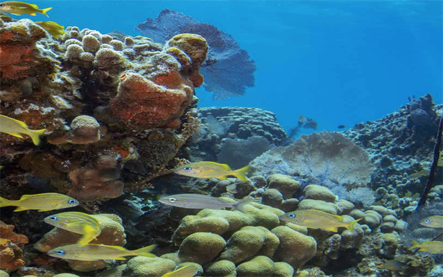 https://www.fundpropagas.com/informe-el-estado-de-los-arrecifes-de-coral/